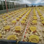 Kandang Ayam SMKN 1 Sigi Mulai Difungsikan, Kabid : Kami Bangga Dengan Kalian, SMK Hebat