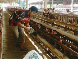 Eks Napiter Beralih Jadi Peternak Ayam, Bersedia Bantu Aparat Ciptakan Situasi Kondusif di Poso
