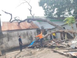 Regu Kesiapsiagaan BPBD Selayar Eksekusi Pohon Jambu Mente di Ruas Jalan Bonto