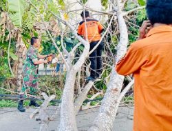 Puluhan Personil TRC Diterjunkan Tangani Dampak Pohon Tumbang