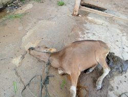 Bantuan Sapi Dinas Pangan Sulteng kena Penyakit PMK kini Mati Mendadak, Menjangkit ke Ternak Warga Kecamatan Basidondo