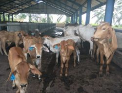 Bantuan Sapi ke Basidondo Disalurkan Sesuai Prosedur, Kadis Pangan Sulteng : Diperiksa Dokter Hewan Sebelum Diberangkatkan ke Sana