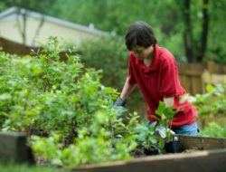 Simak Infonya Berkebun Dapat Mengurangi Risiko Diabetes, Begini Penjelasan Para Peneliti