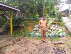 7500 Pohon Nenas Menghasilkan Puluhan Juta Rupiah bagi Desa Sungku