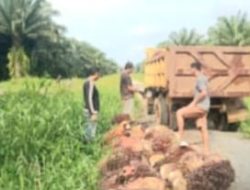 Buah Sawit Dicuri, Koperasi Maju Bersama Bungintimbe Ancam Laporkan Oknum