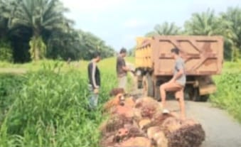 buah sawit