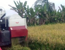 Panen Raya Padi Sawah di Parigi Selatan dan Balinggi