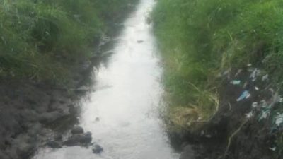sawah