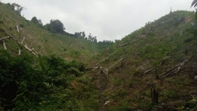pohon