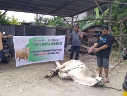 Kejati Sulteng Sumbang Sapi Kurban untuk Wartawan pada Perayaan Idul Adha 1445 H