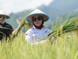 Ketua DPRD Sulbar Hadiri Panen Raya di Kalukku, Serukan Dukungan Pemerintah Pusat untuk Petani