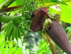 Jantung Pisang! Ini Sederet Khasiatnya bagi Kesehatan