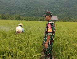 Babinsa Dampingi Petani Desa Opo Tingkatkan Produktivitas Padi
