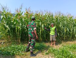 Babinsa Petasia Dukung Ketahanan Pangan di Morut Melalui Pendampingan Petani Jagung