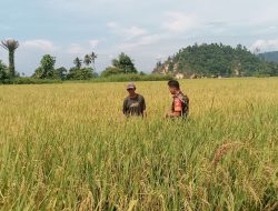 Babinsa Koramil 1311-06 Bungku Utara Dampingi Petani Desa di Morut Tingkatkan Produktivitas Padi