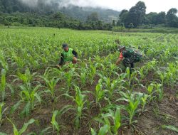 Babinsa Petasia Melaksanakan Komsos, Bantu Pemeliharaan Tanaman Jagung Warga Desa Tiu Morut