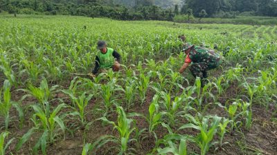 Babinsa Petasia Melaksanakan Komsos, Bantu Pemeliharaan Tanaman Jagung Warga Desa Tiu Morut