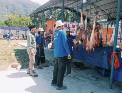 SIF dan YKMI Distribusikan 70 Ekor Sapi Qurban di Sigi dan Donggala