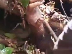 TRAGEDI LONGSOR PARIMO: Dua Korban Ditemukan, Lima Masih Hilang Tertimbun