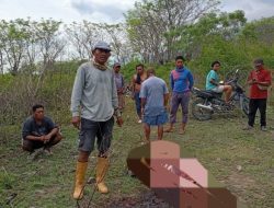 Misteri Dua Sapi Dimutilasi di Ujung Tipo