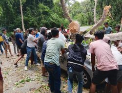 Aksi Sigap Petugas Bersama Masyarakat Pelintas Evakuasi Korban Yang Tertimpa Pohon Tumbang Akibat Angin Kencang Di Jalur Trans Kebun Kopi