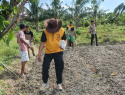 Wujudkan Ketahanan Pangan dan Kemitraan,Personil Polsek Tomini Beserta Warga Sinergi Menanam Jagung Di Desa Palasa