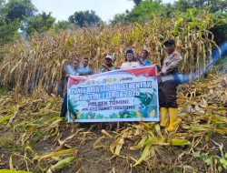 Dukung Ketahanan Pangan, Polsek Tomini Dampingi Kelompok Tani Maju Jaya Panen Jagung