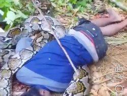 Rivas, Korban Tragedi Ular Sanca di Padang Taliabo