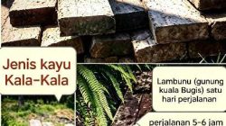 Pegunungan Lambunu, Dugaan Jaringan Ilegal Logging Terstruktur, Oknum Kehutanan Diduga Terlibat