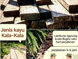 Pegunungan Lambunu, Dugaan Jaringan Ilegal Logging Terstruktur, Oknum Kehutanan Diduga Terlibat
