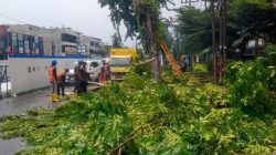 GMNI-KAMMI Sumut Desak Audit BRT Mebidang, Penebangan Pohon dan Pengelolaan Kayu Dipertanyakan