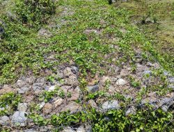 Bangunan Bronjong Jembatan Dipenuhi Rumput Liar Diduga Minim Pemeliharaan, PPK : Bronjong Dipenuhi Rumput Masih Wajar 